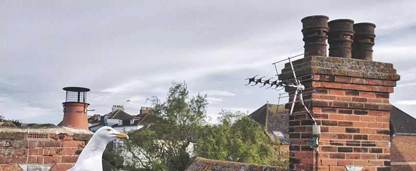 Chimney Cleaning And Restoration in Cohoes, New York